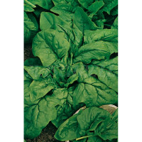 Semillas Hortícolas - Espinaca Gigante de Inv