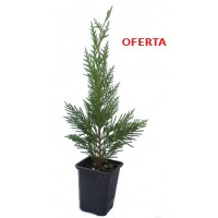 Cupressus Leylandii (25 Cm) ¡oferta!