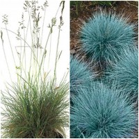 Planta de Festuca Glauca. Altura 50 - 60 Cms.