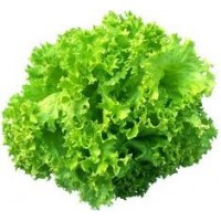 Lechuga Casabella.  2 GR.