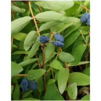 Arándano de Siberia. Lonicera Kamschatica