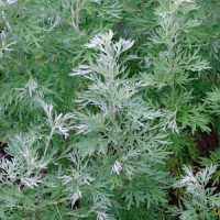 Ajenjo - Artemisia Absinthium. 10 Gr / 100.00