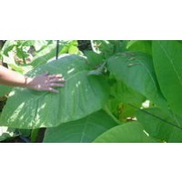 Semillas de Tabaco Burley (Nicotiana Tabacum)