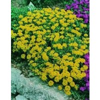 Aliso Saxatile Amarillo - Cestillo de Oro. 1 