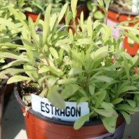 Estragon en Maceta de 14 Centímetros
