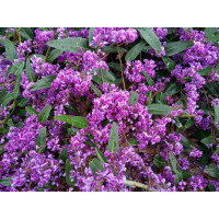 Planta Natural Hardenbergia Rosa. Maceta 9Cm.