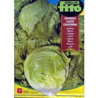 Lechuga Grandes Lagos California. 6 Gr / 2400