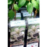 Planta Kiwi Macho Actinidia Arguta Weikii par