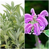 Planta de Matagallo Phlomis Purpurea. Altura 