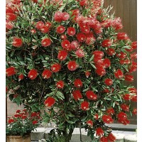 Callistemon Laevis. Limpiatubos. Altura: 60-7