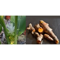 Rizoma, Bulbo de Curcuma (Curcuma Longa)