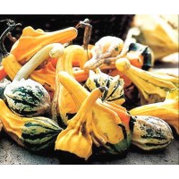 Semillas Calabaza de la India MIX. Ideal Deco