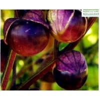 Tomatillo Violeta Physalis Philadelphica. 50 