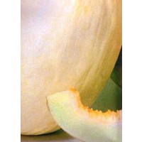 Melon Blanco de Ribatejo. 100 Gr / 2.500 Semi