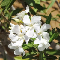 Adelfa Blanca - Maceta de 1Litro