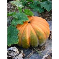 Calabaza Muscade de Provence.  100 Gr / 750 S