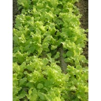 Lechuga Lollo Verde Baby Leaf. 50 Gr / 17.000