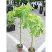 Papaya (Carica Papaya), una Planta/arbol 75-1