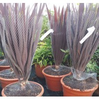 1 Planta de Palmera Dracena Cordyline RED Sta