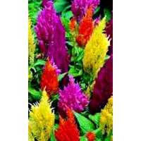 Celosia Plumosa Pampas Plume. Variada de Colo