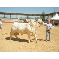 Comprar charolesas. Venta online y precios  Agroterra
