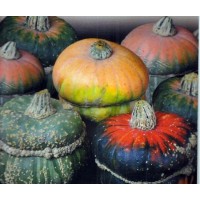 Semillas Calabaza Decorativa Hongo. 2 Gr. de 