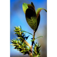 Planta de Salix Atrocinerea - Sarga Negra. Al