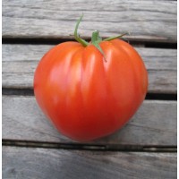 Tomate Corazón de Buey. 1 Gr.