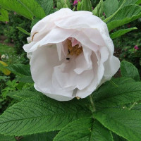 Rosa Rugosa White Perfection - Maceta de 3Lit