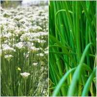 Semillas de Cebollino Chino. Allium Tuberoso.