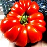 Tomate Costoluto Fiorentino. 1 Gr.