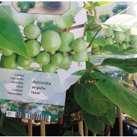 Planta de Frutal Kiwiño Autofértil Actinidia 