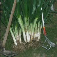 Semillas de Calçot Llarg. 100 G