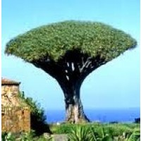 Drago de Canarias. Dracaena Draco. 10 Semilla