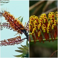 Planta Grevillea Robusta, Roble Australiano, 