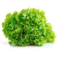 Lechuga Batavia 280 Plantas