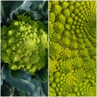 Semillas de Coliflor Romanesco Natalino. 10 G