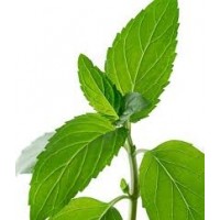 Menta Verde  Aromatica. 2400 Semillas.