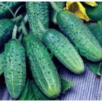 Pepinillo Cornichon Paris. Encurtir. 100 Gram