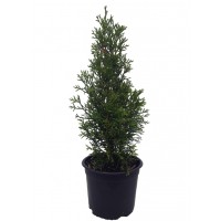 Thuja Occidentalis Esmeralda