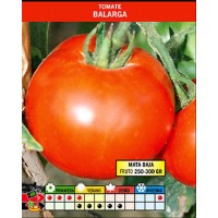 Tomate Balarga. 0,40 Gr / 80 Semillas. Frutos