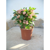 Euphorbia Milii - Espina de Cristo - Rosa/una