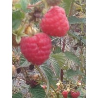 Planta de Frambuesa. Glen Lyon. Raiz Desnuda