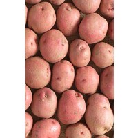 Patata Red Pontiac 50/60 Siembra 10 Kg Nacion