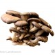Micelio en Grano de Pleurotus Ostreatus, SETA Ostra. 500 Gr.