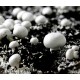 Micelio en Grano Agaricus Bisporus, Champiñon de Paris. 500 Gr. Semillas-Seeds