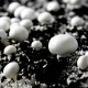 Micelio en Grano de Champiñon de Paris (Agaricus Bisporus). 1 Kg. Semillas