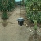 Trampa Ecológica para el Control de la Tuta Absoluta