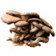 Micelio en Grano de Pleurotus Ostreatus, Seta Ostra. 1 Kilo. Semillas