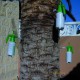 Más imágenes de Dispensador de Inyecciones contra el Picudo Rojo
